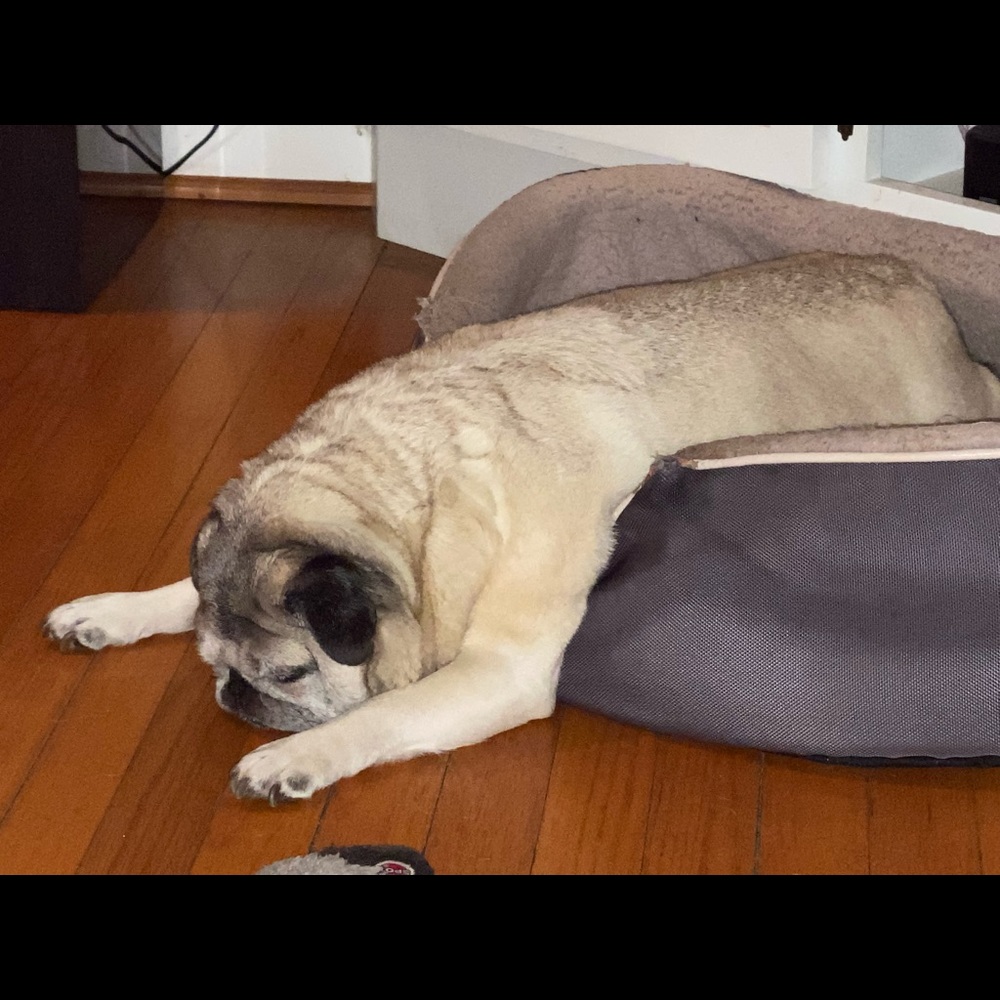 Meet your Posher, Donna